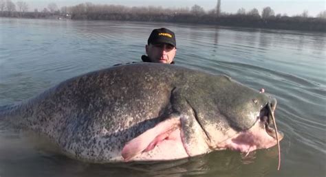 Some Guy Just Caught A 9 Foot 19 Stone Catfish Thats Straight Out Of A