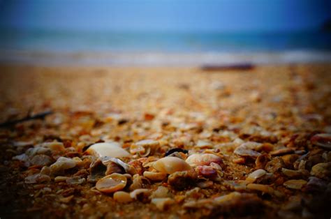 Free Images Beach Nature Sand Rock Ocean Morning Leaf Shore