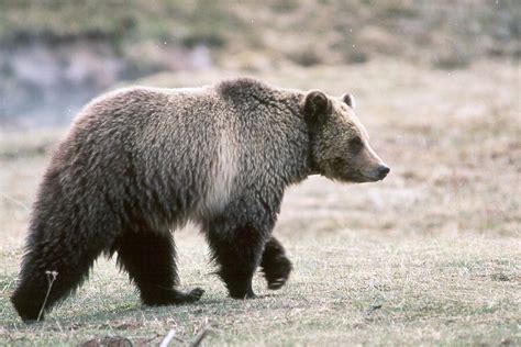 Group Urges Release Of Grizzly Bears In Selway Bitterroot The