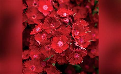 Red Winter Flowers Red Winter Flower With Names