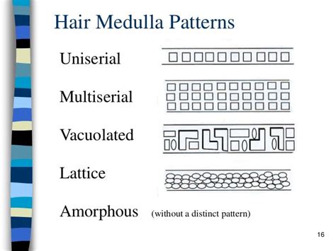 Hair Medulla Types Micropedia