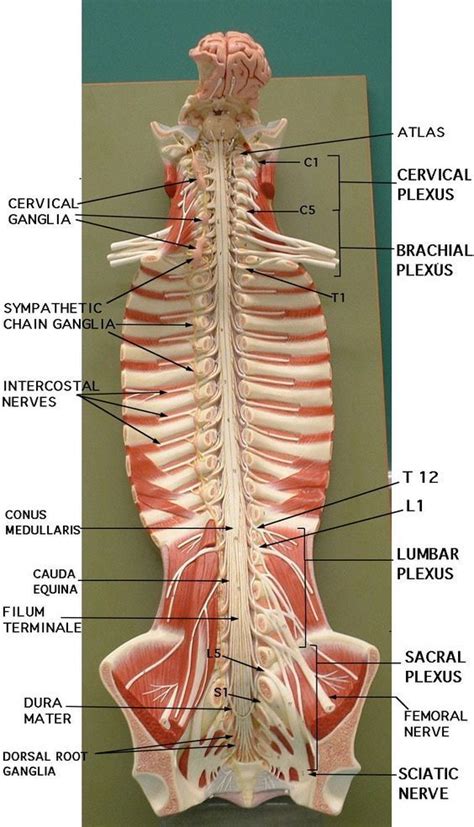 Spinal Nerve Model Nerve Anatomy Medical Anatomy Spinal Cord Anatomy