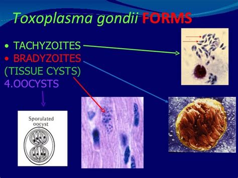 Bradyzoites An Ex Vivo Model Of Toxoplasma Recrudescence Biorxiv