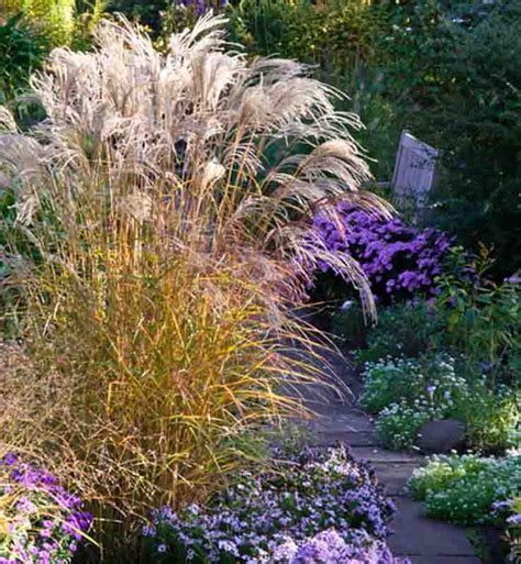 Miscanthus Sinensis Flamingo Chinese Silver Grass