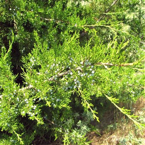 Juniperus Virginiana Eastern Red Cedar Position Watering