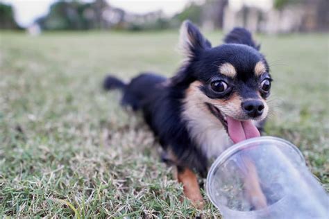 Cão Chihuahua Preto Guia Tudo O Que Precisa De Saber Gamofort