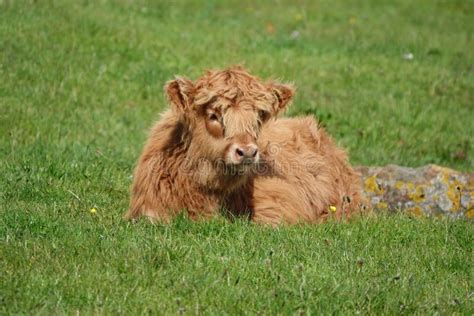 Highland Cow Sitting Stock Photos Free And Royalty Free Stock Photos