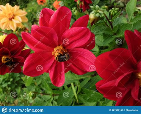 Red And Yellow Dahlias In A Flower Bed Stock Image Image Of Leaf