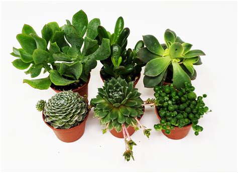 Buy 9greenbox 6 Pack Succulents Choose From 10 Types Of Real And Hand