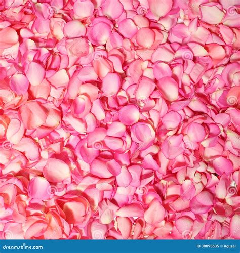 Pink Rose Petals Background Stock Image Image Of Freshness Love