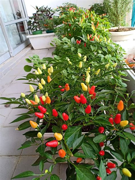 Cara mudah tanam pokok hiasan money plant daripada keratan dahan single leaf blog cik matahariku. Manfaatkan Masa Anda Di Rumah Tanam Pokok Dalam Pasu ...