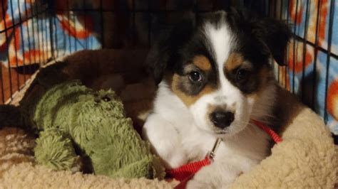 Australian Shepherd Hypoallergenic Mix Paws And Learn
