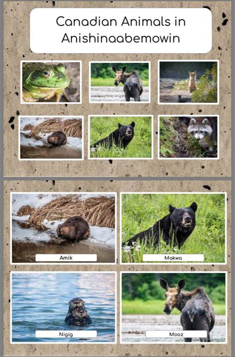 Animals In Anishinaabemowin Ojibwe Language Teacher Resources