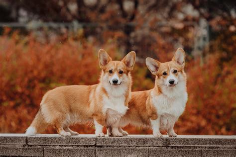 Eng rus corwood corgis · welsh corgi pembrokes · since 2009. Welsh Corgi Pembroke: historia rasy, charakter ...