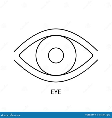 Human Eyeball Line Icon In Vector Anatomical Illustration Of The Eye