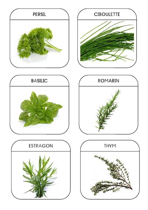 Nomenclature Herbes Aromatiques Plantes Aromatiques Herbes