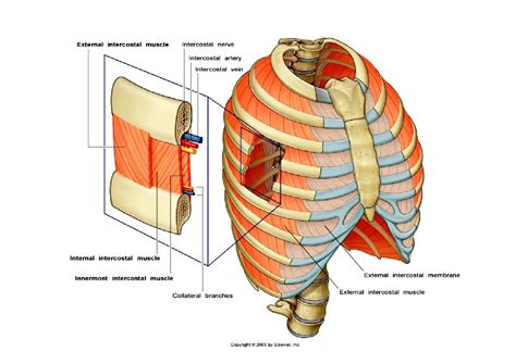 Lecture 2 Thoracic Wall And Diaphragm