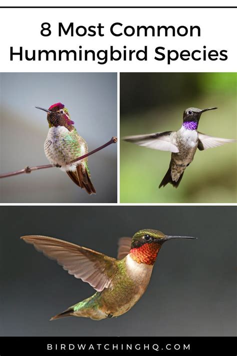 8 Most Common Hummingbird Species Id Guide Bird Types Hummingbird
