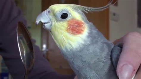 Funny Cockatiel Singing To A Teaspoon Youtube
