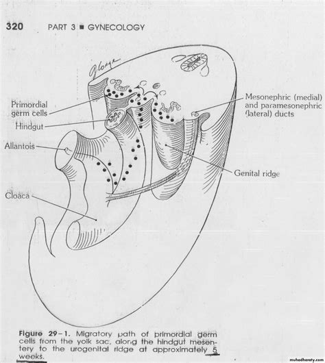 Normal Development Of The Female Genital Tract Pptx د أسماء السنجري