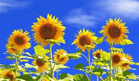 Nature Sunflowers Flowers Plants Wallpapers Hd