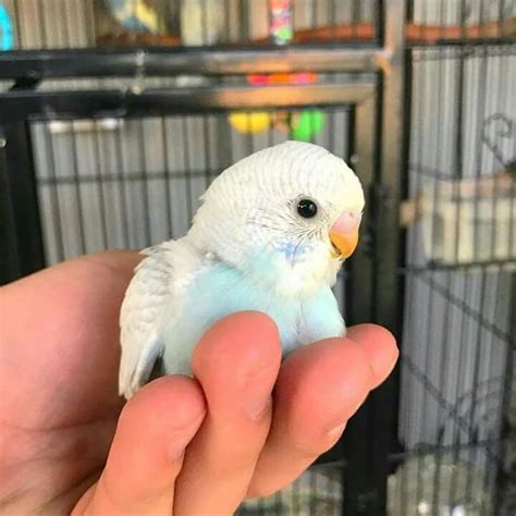 Sweet Little Baby Budgie Budgies Parrots Babybirds Cute Baby