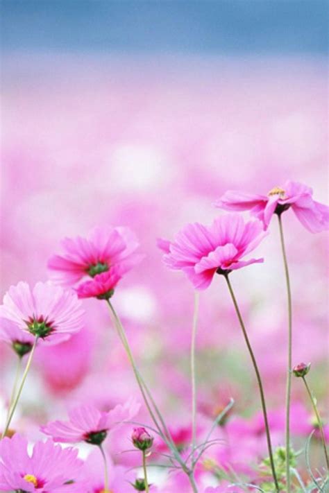 Free Download Iphone 5 Pink Flower Wallpaper For Iphone 5 Flower