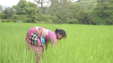 Female Farmer Working In Traditional Cloths Uprooting Rice Seedling For Transplantation In The