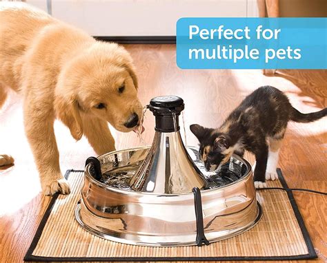 Top 10 Best Pet Water Fountains In 2022 Reviews Buying Guide