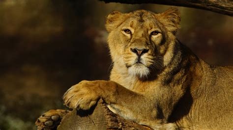 Animal Lion 4k Hd Animals Wallpapers Hd Wallpapers Id 34046