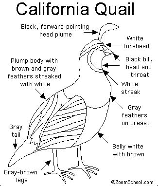 All printable coloring page quail click version california pages mountain download free. California Quail Printout- EnchantedLearning.com