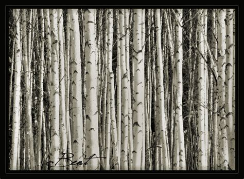 50 Birch Tree Wallpaper Wallpapersafari