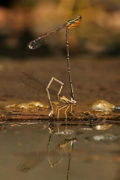Amazing Close Up Pictures Capture Insects Having Sex With