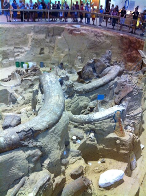 Mammoth Site Dig In Hot Springs South Dakota Over 60 Columbian And