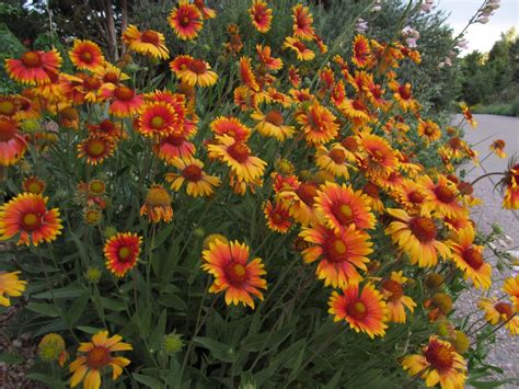 7 Of The Best Perennials For Fall Blooms In Denver Outdoor Design Group