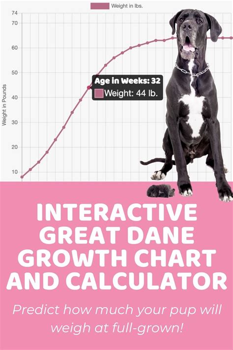 Interactive Great Dane Growth Chart And Calculator Puppy Weigh