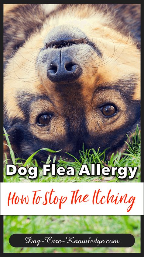 Dog Flea Allergy How To Stop The Itching Allergy Remedies Dog