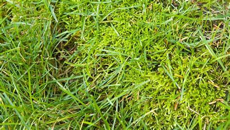 How To Get Rid Of Moss In Your Yard Warm Season Grass Shade Grass