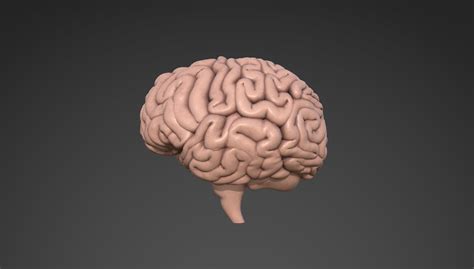 Brain Human 3d Model Cgtrader