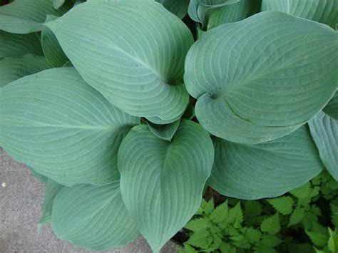 Growing Hostas From Seed And Watching For Sports