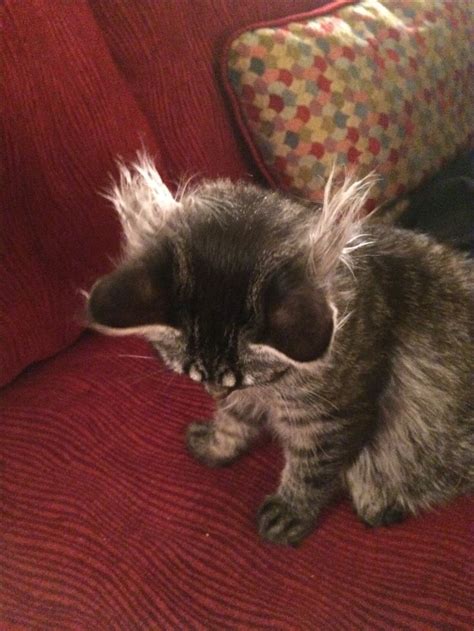 My Cat Roarié At Four Months Old Look At The Ear Tufts Behind Her Ears