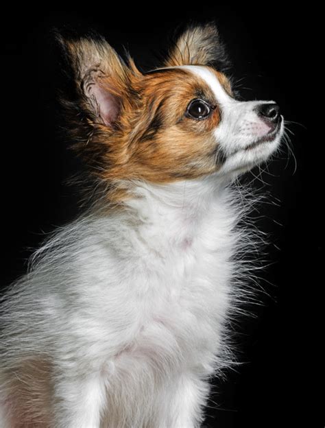 Photographing Dogs Get Beautiful Dog Portraits Indoors And Outdoors