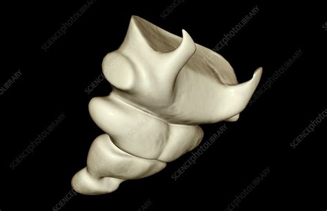 The Tail Bone Stock Image F0014733 Science Photo Library