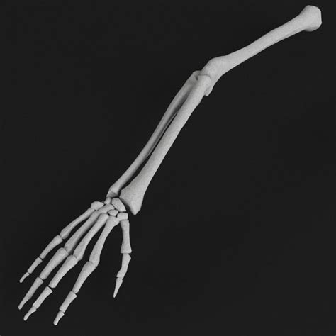Human arm skeleton part of people framework bones structure.people anatomy hand and arm visual educational material for school, college, university, and hospital internship education.for people anatomy, human anatomy, biology, zoology, surgery 3d model of human hand arm bones
