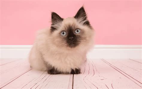 Ragdoll Cat Breed Behavior Grooming And Personality Traits Catpointers