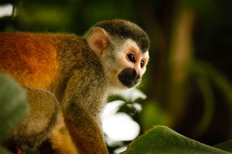 Fotos Gratis Viajar Fauna Silvestre Selva Mamífero Primate Mono