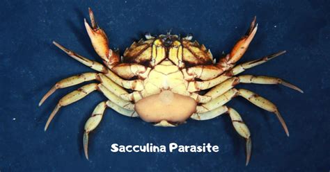 Juvenile Sacculina Parasites Are So Hungry For Crab Embryos Their Mothers Can Switch The Sex Of