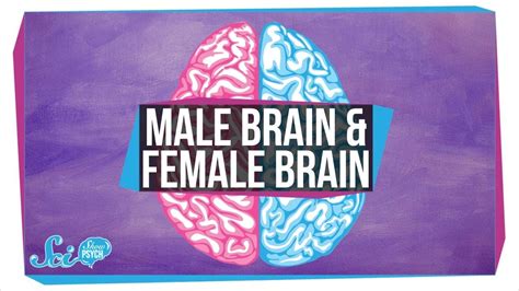 Are There Male And Female Brains Youtube