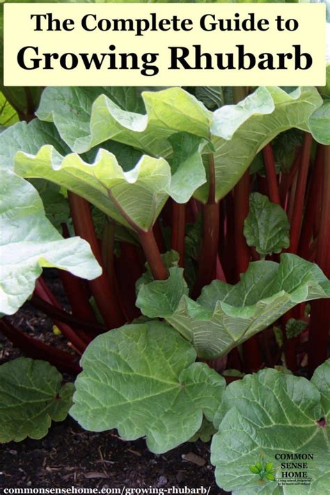 The Complete Guide To Growing Rhubarb Growing Rhubarb Rhubarb Plants