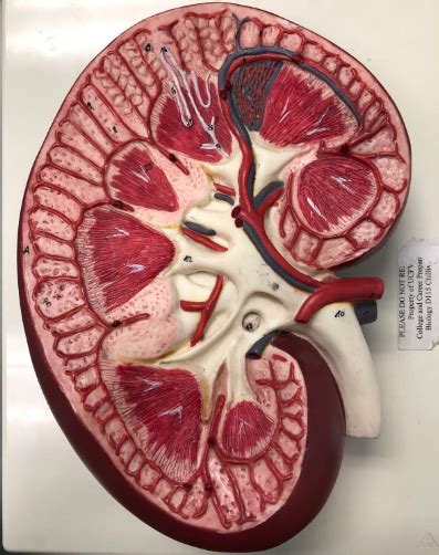 Lab Kidney Diagram Quizlet